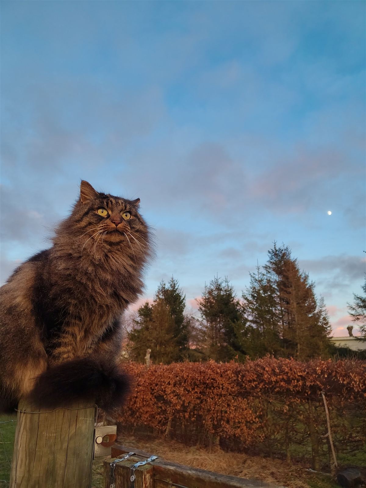 Kat på gården